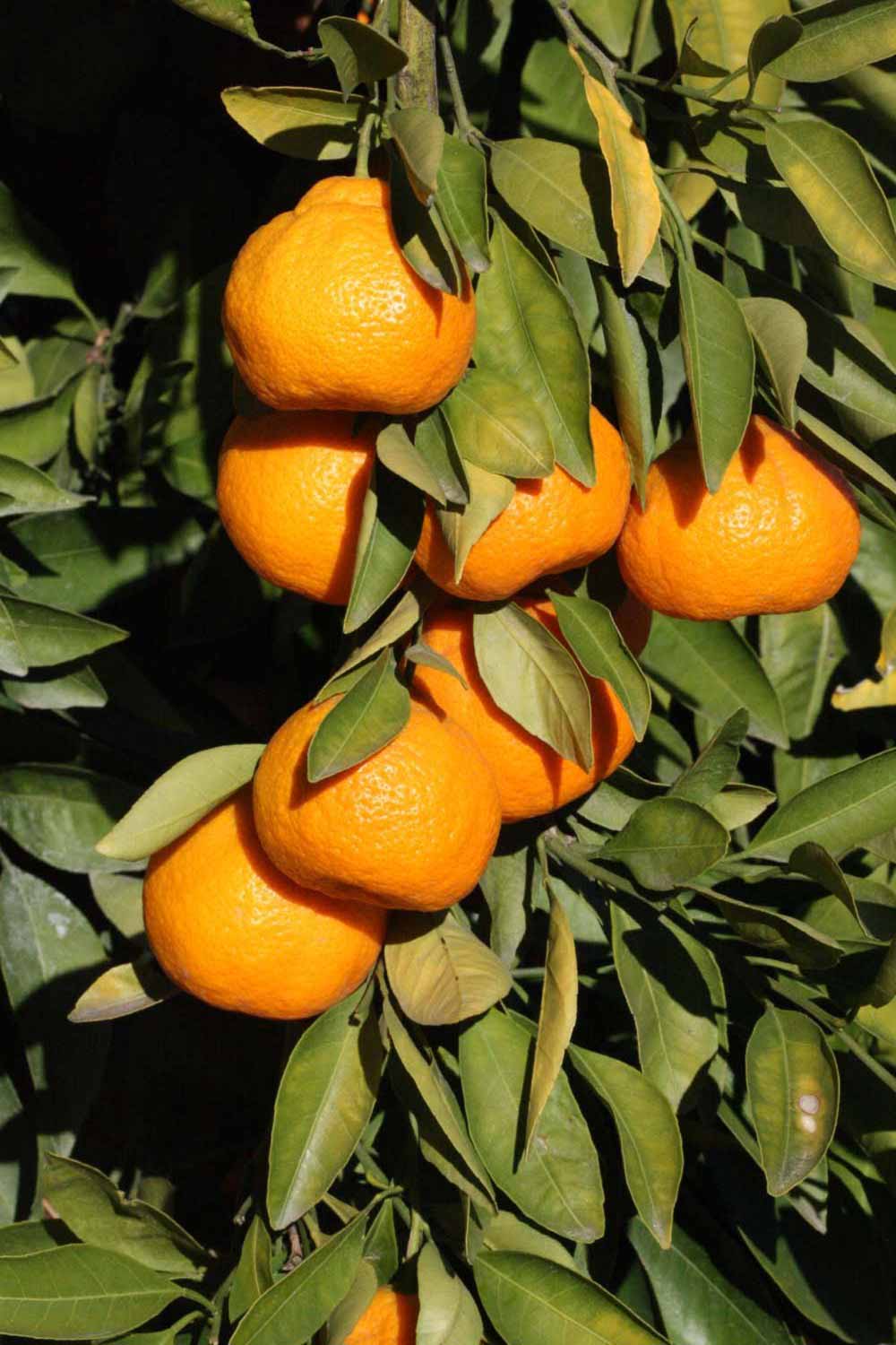              Fruit (Riverside, CA)       